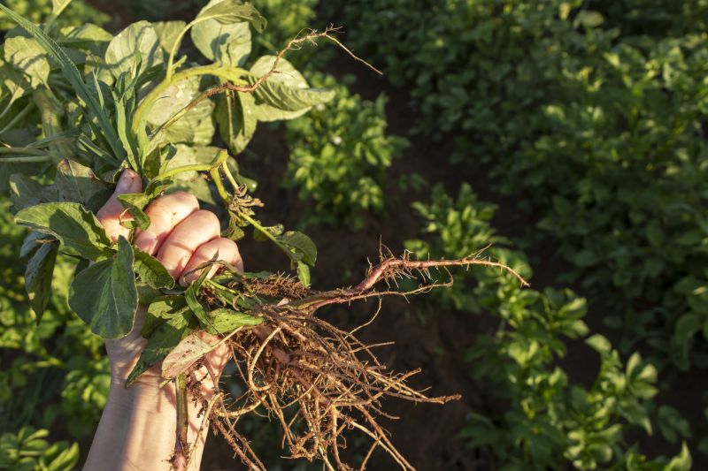Weed Cutting Cost Overview — Cost of Weed Cutting