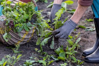 Products For Weed Cuttings in use